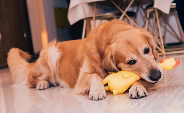 适合独居女生养的护卫犬