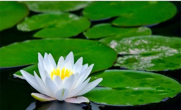 夏天开什么花有哪些花开