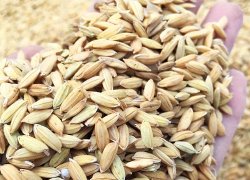 2023年稻谷价格能上涨吗