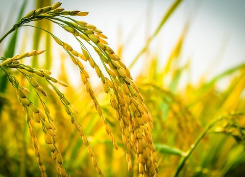 2023年稻谷价格能上涨吗