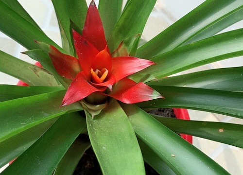 鸿运当头多久浇一次水比较好