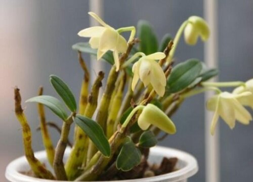金钗石斛怎么养才开花