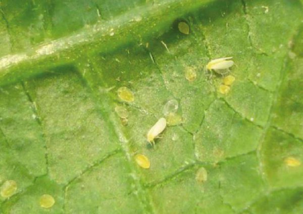 烟粉虱大发生的原因及防治关键措施