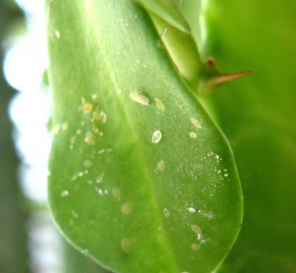 烟粉虱大发生的原因及防治关键措施