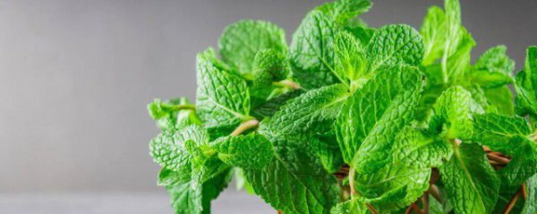 薄荷吃多了会怎样