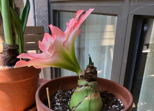 使朱顶红开花更多更旺的窍门