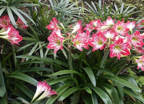 使朱顶红开花更多更旺的窍门