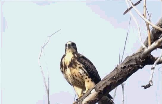 老鹰的天敌是什么动物