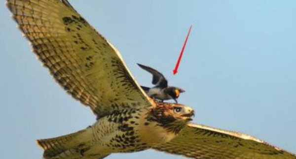 老鹰的天敌是什么动物