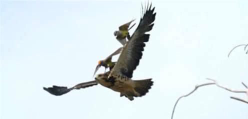 老鹰的天敌是什么动物