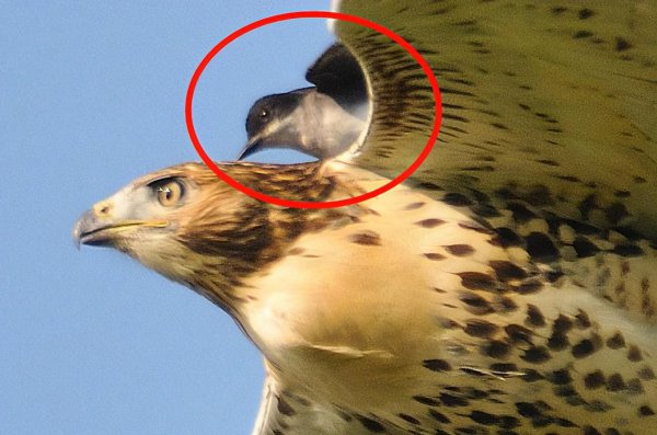 老鹰的天敌是什么动物