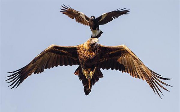 老鹰的天敌是什么动物