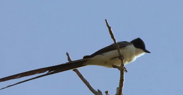 老鹰的天敌是什么动物