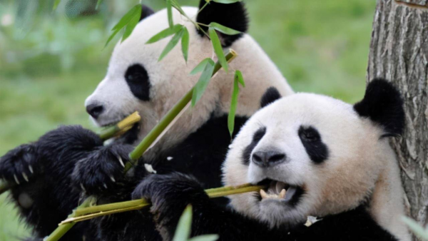 我国的国宝大熊猫的颜色为什么是黑白色的