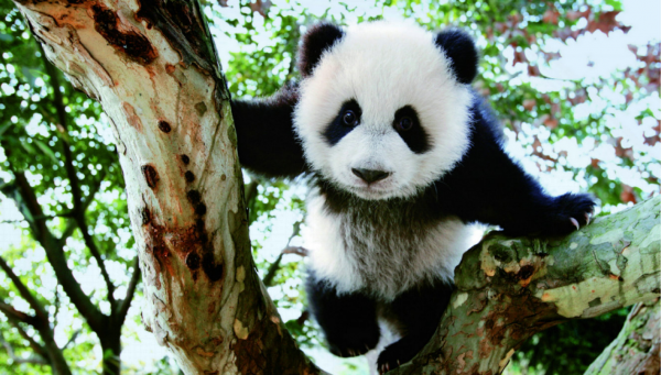 我国的国宝大熊猫的颜色为什么是黑白色的