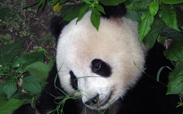 我国的国宝大熊猫的颜色为什么是黑白色的