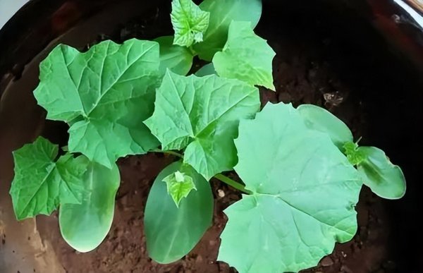 怎么在家阳台种植丝瓜