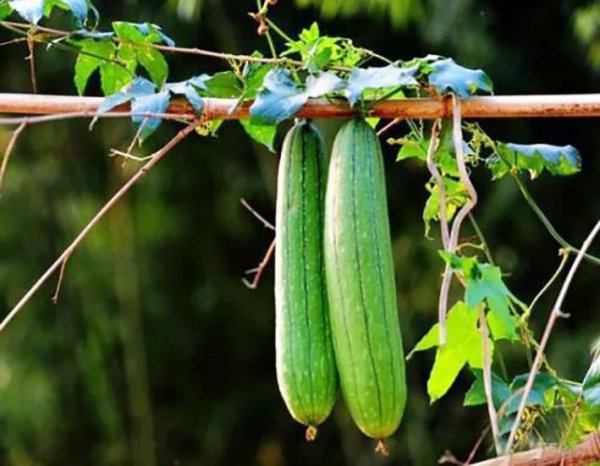 怎么在家阳台种植丝瓜