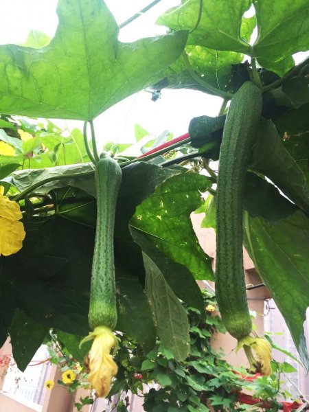 怎么在家阳台种植丝瓜