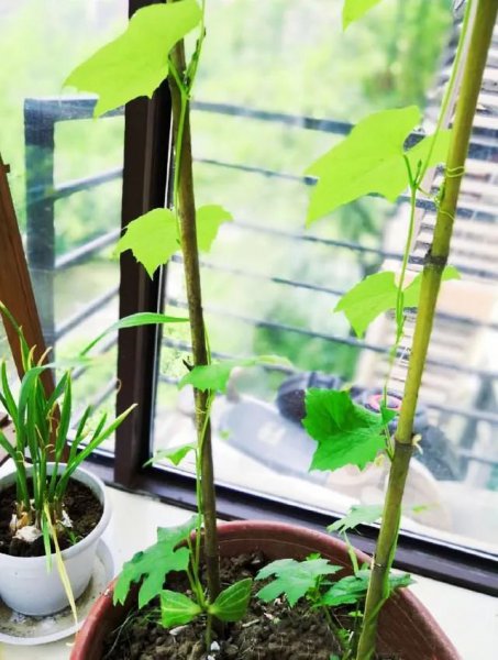怎么在家阳台种植丝瓜