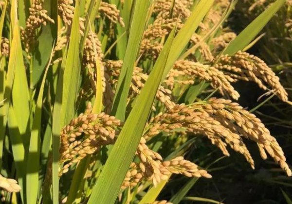 吡唑醚菌酯治水稻纹枯病效果怎么样