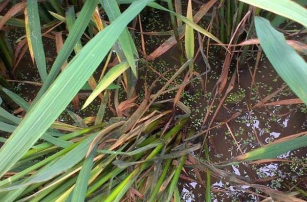 吡唑醚菌酯治水稻纹枯病效果怎么样