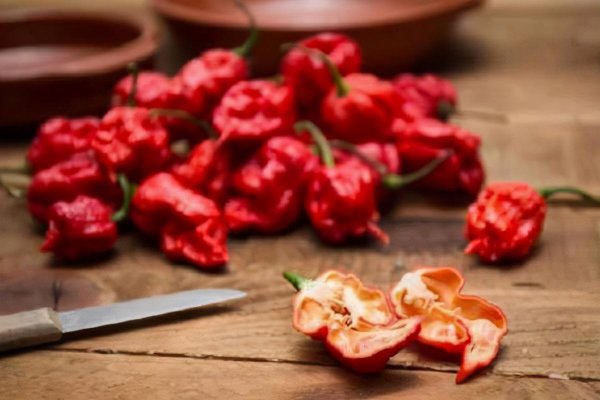 龙息辣椒有多恐怖