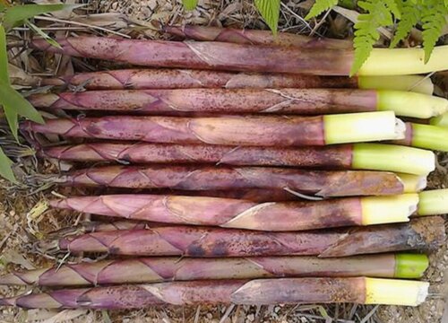 竹笋怎么去苦味最快