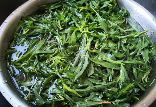 扫帚苗又叫什么菜