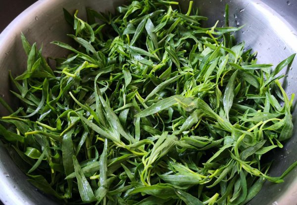 扫帚苗又叫什么菜