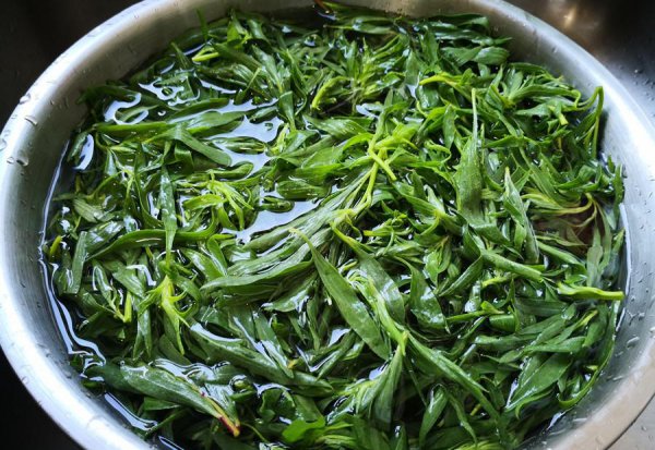 扫帚苗又叫什么菜