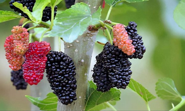 辽宁的丰富物产是什么东西