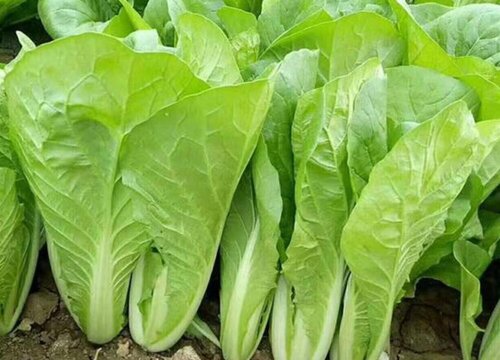 四季快菜种植时间和方法