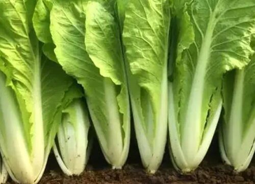 四季快菜种植时间和方法