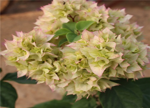 三角梅用什么肥料