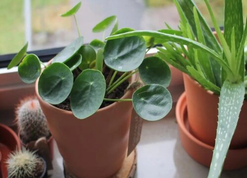 镜面草可以浇啤酒吗