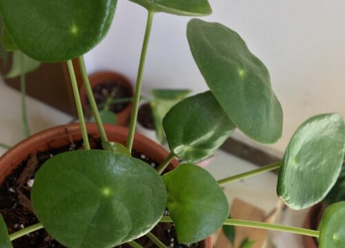 镜面草可以浇啤酒吗