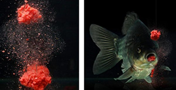 鱼食怎么挂钩不会掉