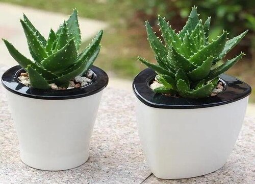 芦荟摆放家里什么位置最好