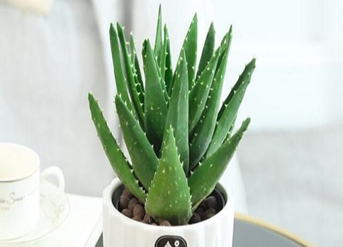 芦荟摆放家里什么位置最好