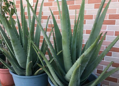 芦荟摆放家里什么位置最好