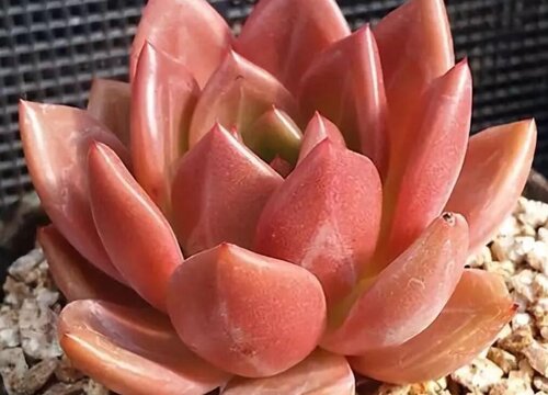 香槟多肉怎么养护出血斑