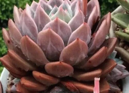 香槟多肉怎么养护出血斑