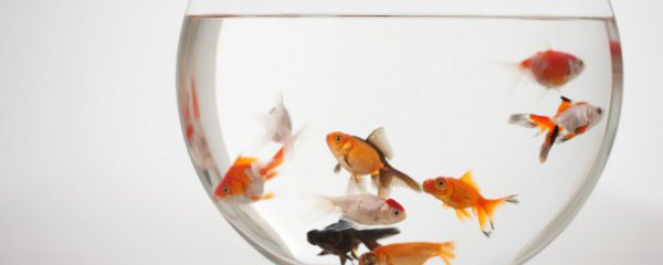 冬天室内怎样养金鱼好