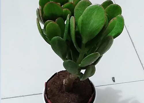 玉树夏天可以换盆吗