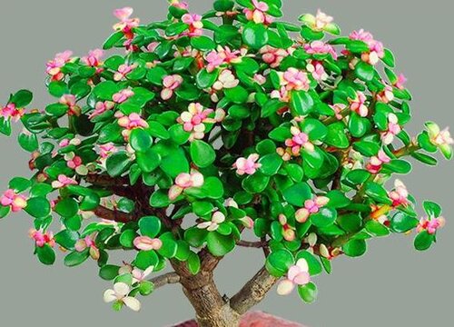 玉树夏天可以换盆吗