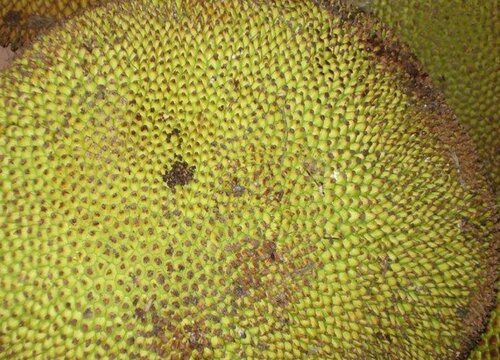 菠萝蜜炭疽病的发病原因及治疗方法