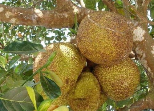 菠萝蜜炭疽病的发病原因及治疗方法