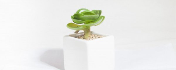 北面酒柜放什么植物招财