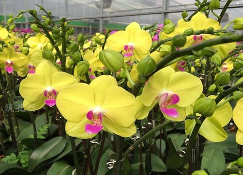 兰花病害如何预防治疗